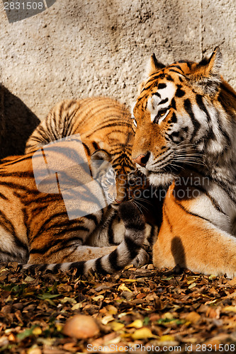 Image of Tiger mum