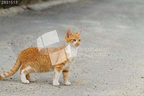 Image of Small cat