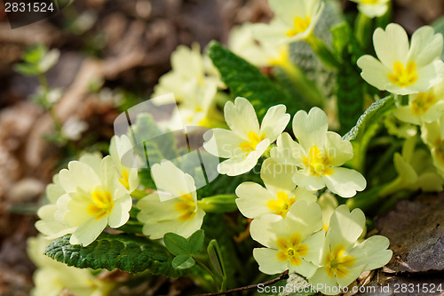 Image of Beautiful flower