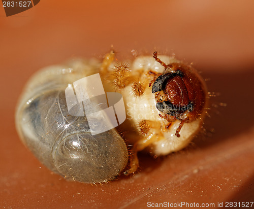 Image of May beetle larvae - Melolontha melolontha