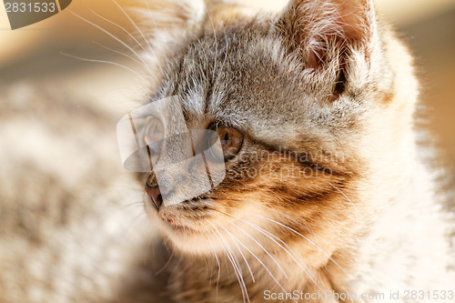 Image of Little cat