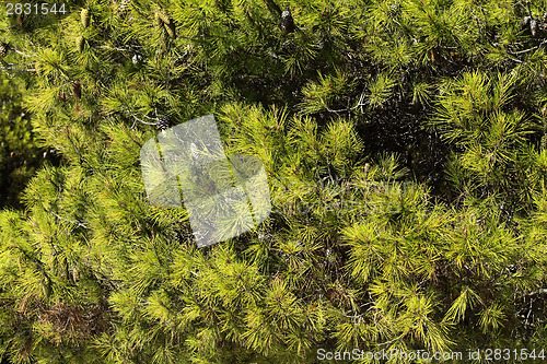 Image of Grean leaves