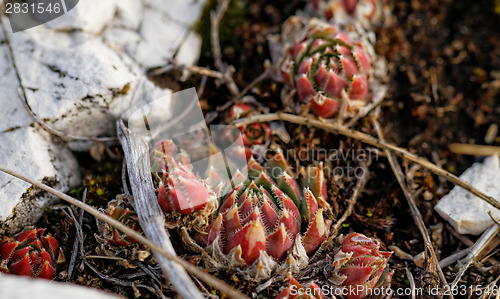 Image of Rockery