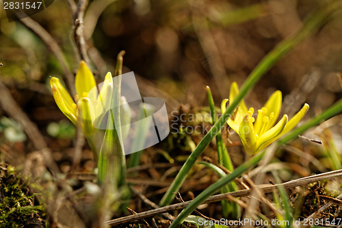 Image of Yellow flower