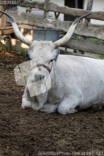 Image of Grey cattle