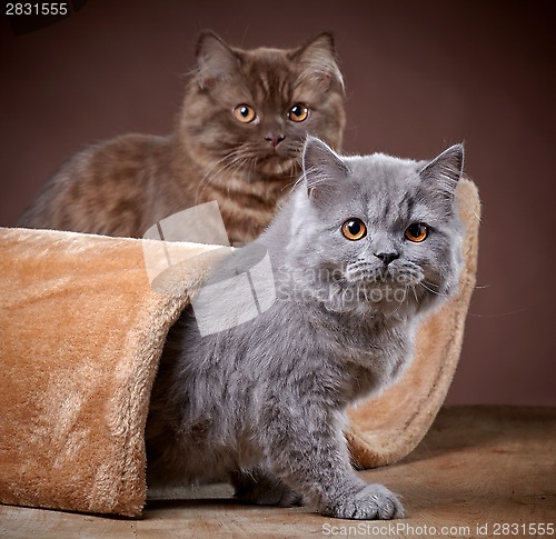 Image of british longhair kittens