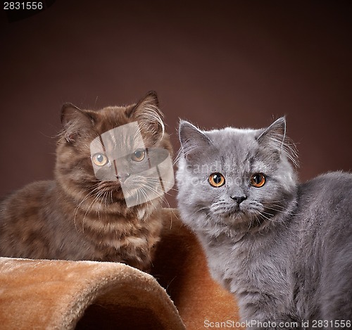 Image of british longhair kittens