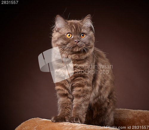 Image of british longhair kitten