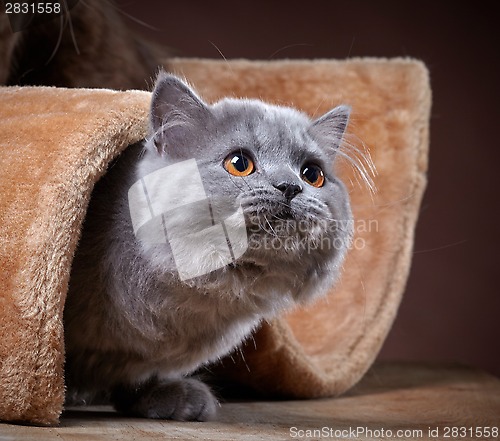 Image of british longhair kitten