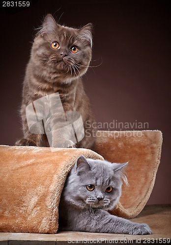 Image of british longhair kittens
