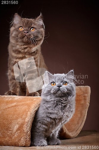 Image of british longhair kittens