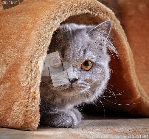 Image of british longhair kitten