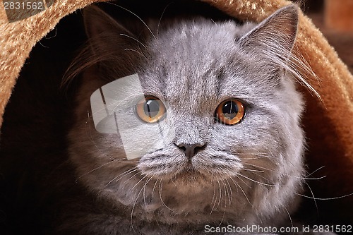 Image of british longhair kitten