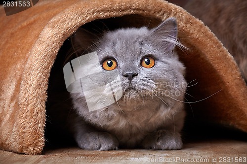 Image of british longhair kitten