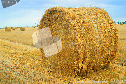Image of Field with straw bales