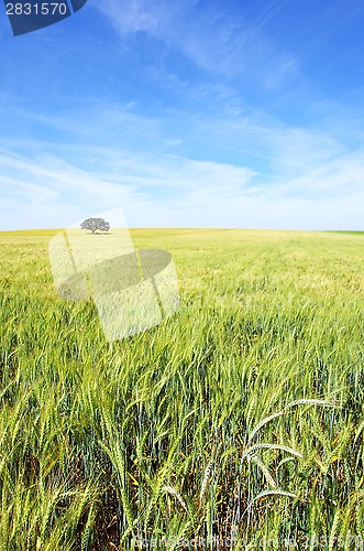 Image of Oak tree in a wheat field at Portugal. 