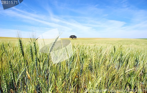 Image of Spikes of wheat field at Portugal. 