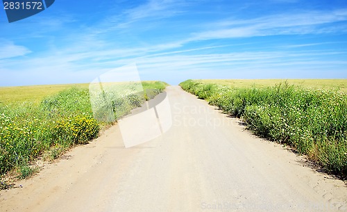 Image of Rural landscape with dirt road on wheat field