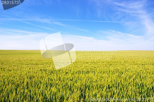 Image of wheat field under a blue sky 