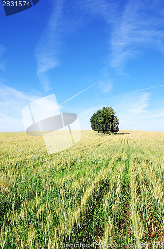 Image of Field of wheat at Portugal