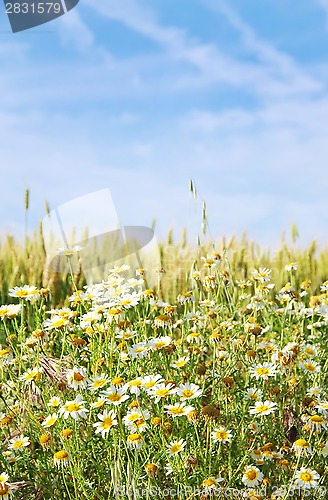 Image of wild chamomile flowers and wheat field 