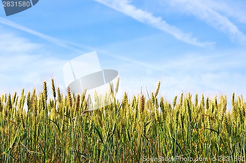 Image of young green wheat in the blue sky background 