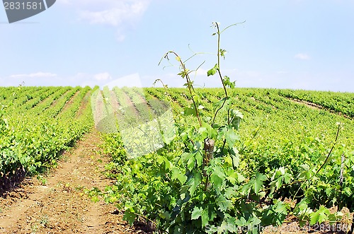 Image of Vineyard in Portugal, Alentejo