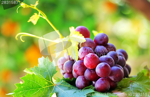 Image of ripe grapes with green leaves