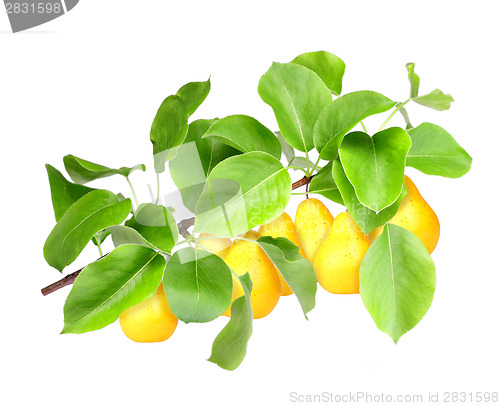 Image of Yellow pears on green branch