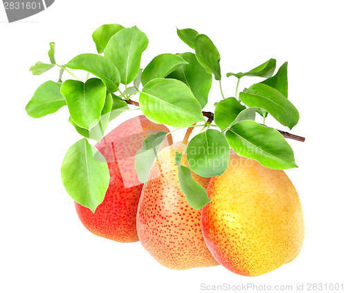 Image of Yellow pears on green branch