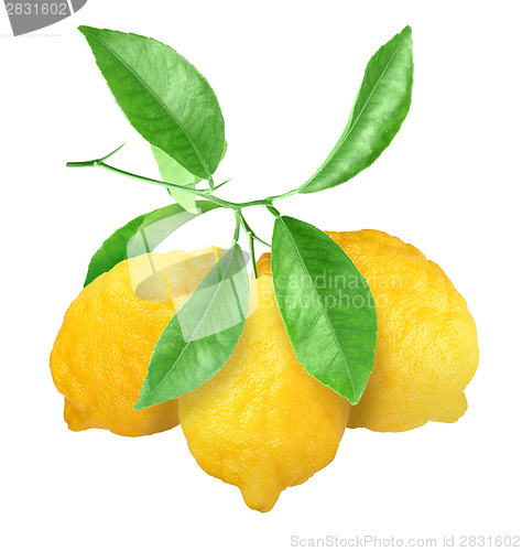 Image of Yellow lemons on green branch