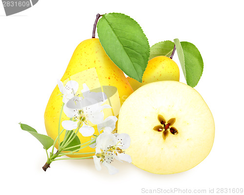 Image of Fresh yellow-orange pears with green leaf