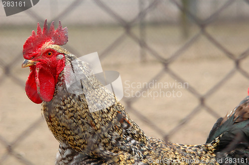 Image of Rooster