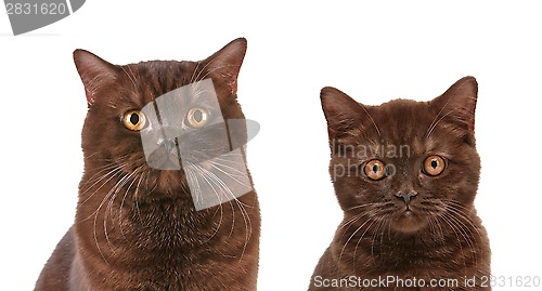 Image of brown british short hair cat and kitten