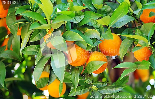 Image of Rpe oranges on plant, orange tree 