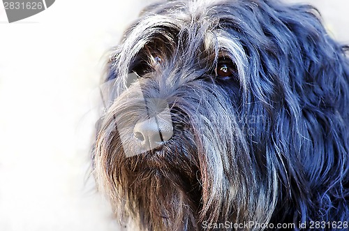 Image of Face of portuguese sheepdog