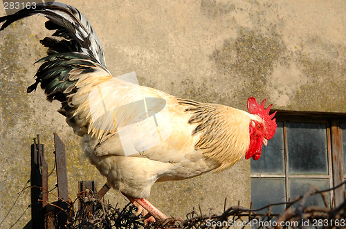 Image of Rooster on the fence