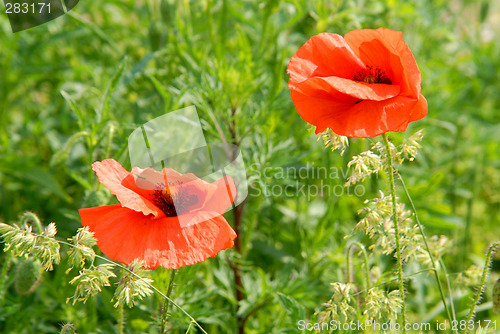 Image of Red poppies