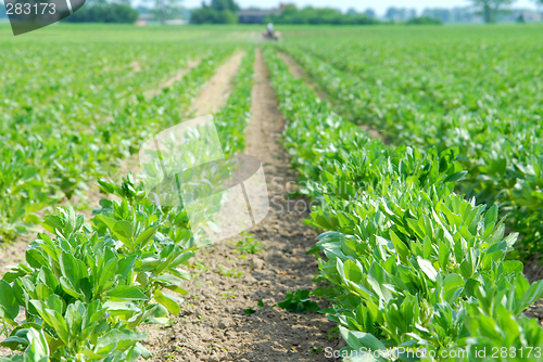 Image of Green field