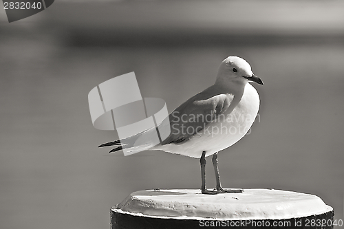 Image of White Seagull Standing on a Beach Pole