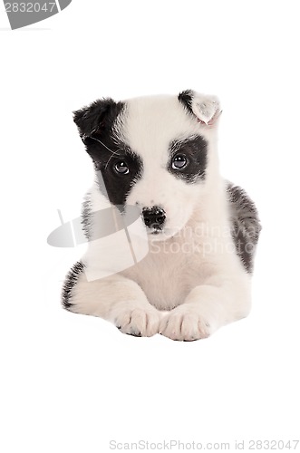 Image of Border Collie Puppy