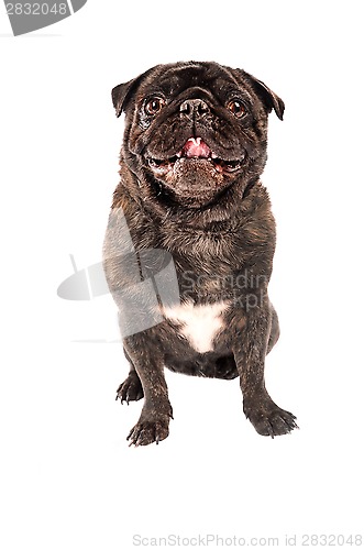 Image of A pug dog on white