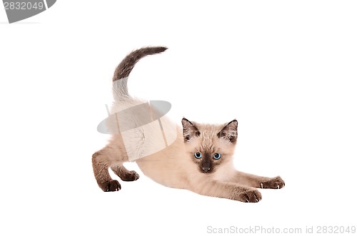 Image of Stretching siamese kitten