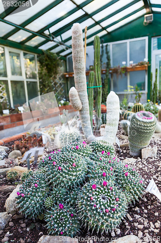 Image of Cactus greenhouse