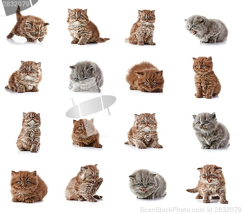 Image of British long hair kittens