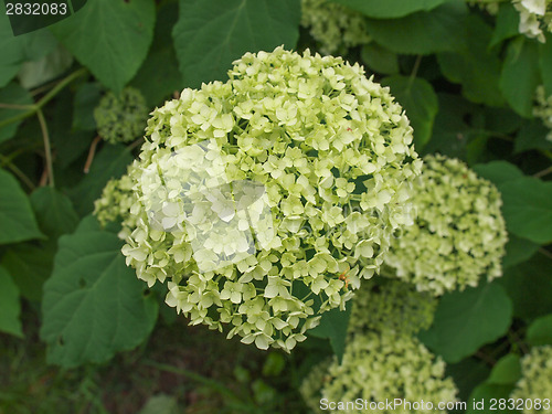 Image of Hortensia flower
