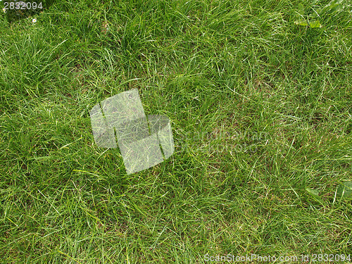 Image of Meadow grass