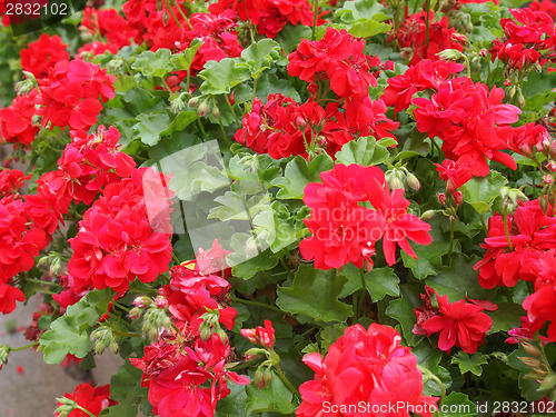 Image of Geranium flower