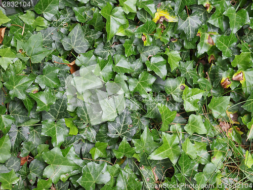 Image of Ivy leaves