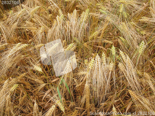 Image of Barleycorn field